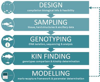 A review of genomics methods and bioinformatics tools for the analysis of close-kin mark-recapture